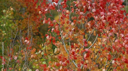 Color beauty of the autumn season