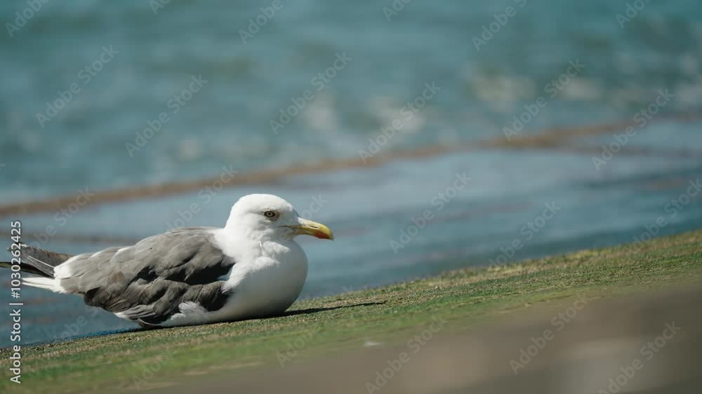 Black-Tailed Gull Bird Resting Near Shores Of Lisbon, Portugal. Selective Focus Shot Black-Tailed Gull Bird Resting Near Shores Of Lisbon, Portugal. Selective Focus Shot