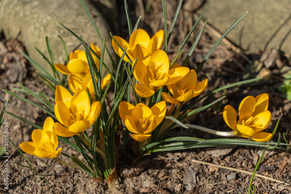 Crocus golden yellow framed with green leaves. Blurred background. Selective focus. Spring nature Close-up of yellow flower petals. Nature concept for spring design. Crocus golden yellow framed with green leaves. Blurred background. Selective focus. Spring nature Close-up of yellow flower petals. Nature concept for spring design.