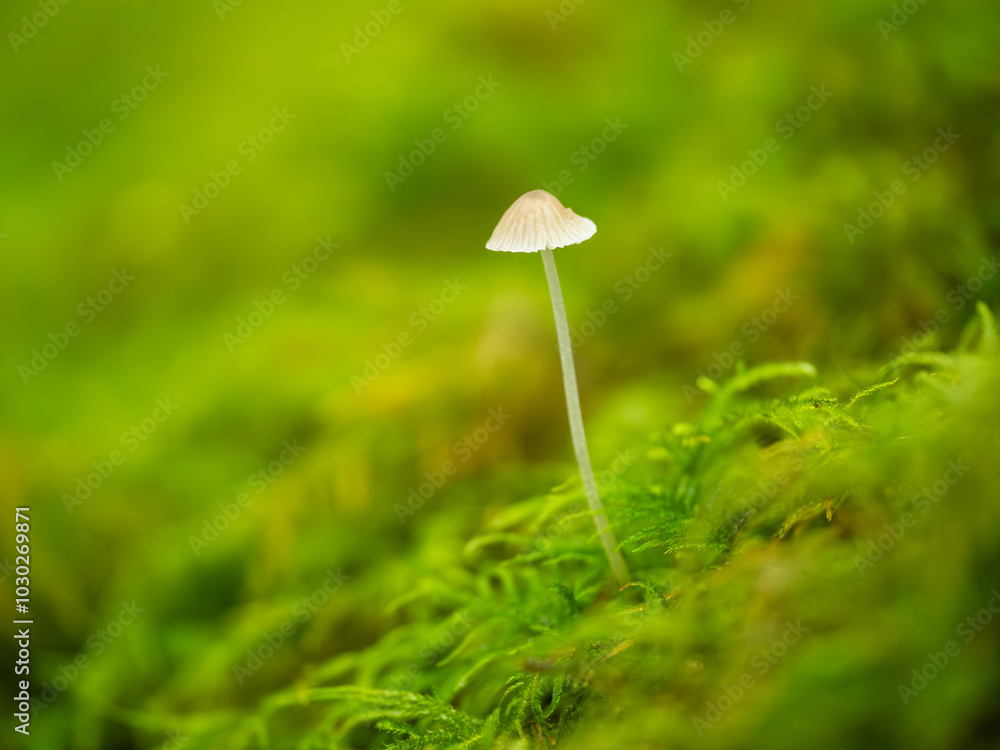 Macro White Bonnet Mushroom in Moss Macro White Bonnet Mushroom in Moss