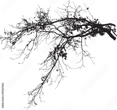 Natural Oak tree branches silhouette on a white background. Vector illustration. Natural branch on a white. 