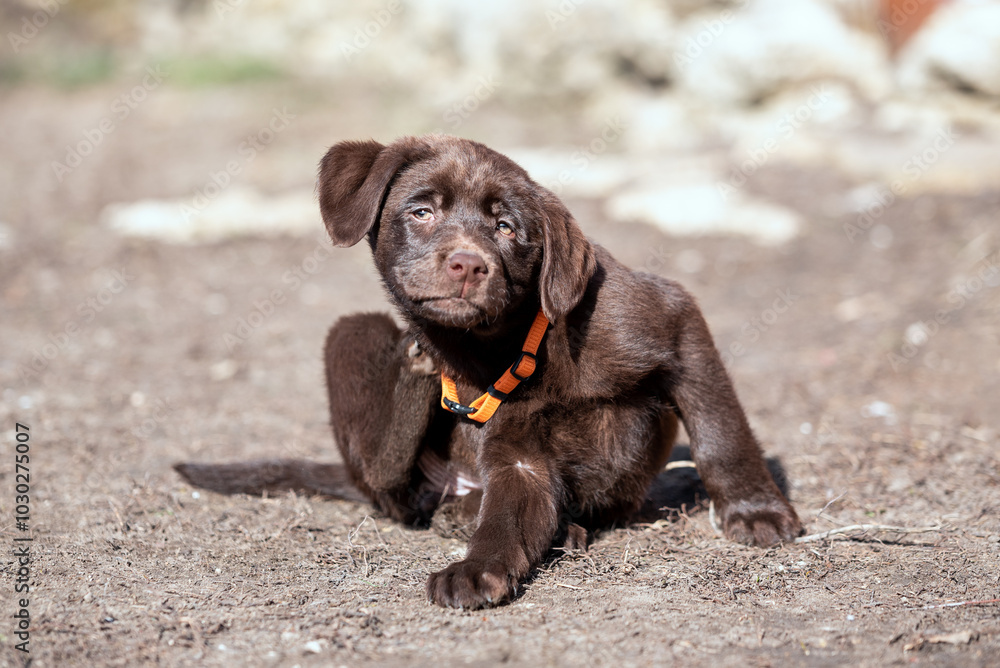 Obraz premium chocolate-colored Labrador puppy itching with its hind paw while sitting on the ground.