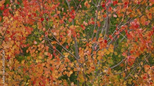 Color beauty of the autumn season