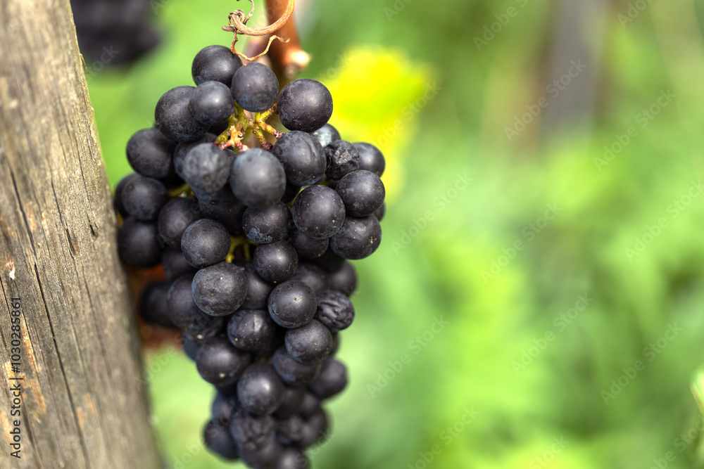 Close-up dark ripe grapes. Assmanshausen, Rheingau in Germany. Vineyard, steep slope, wine farmland. Close-up dark ripe grapes. Assmanshausen, Rheingau in Germany. Vineyard, steep slope, wine farmland.