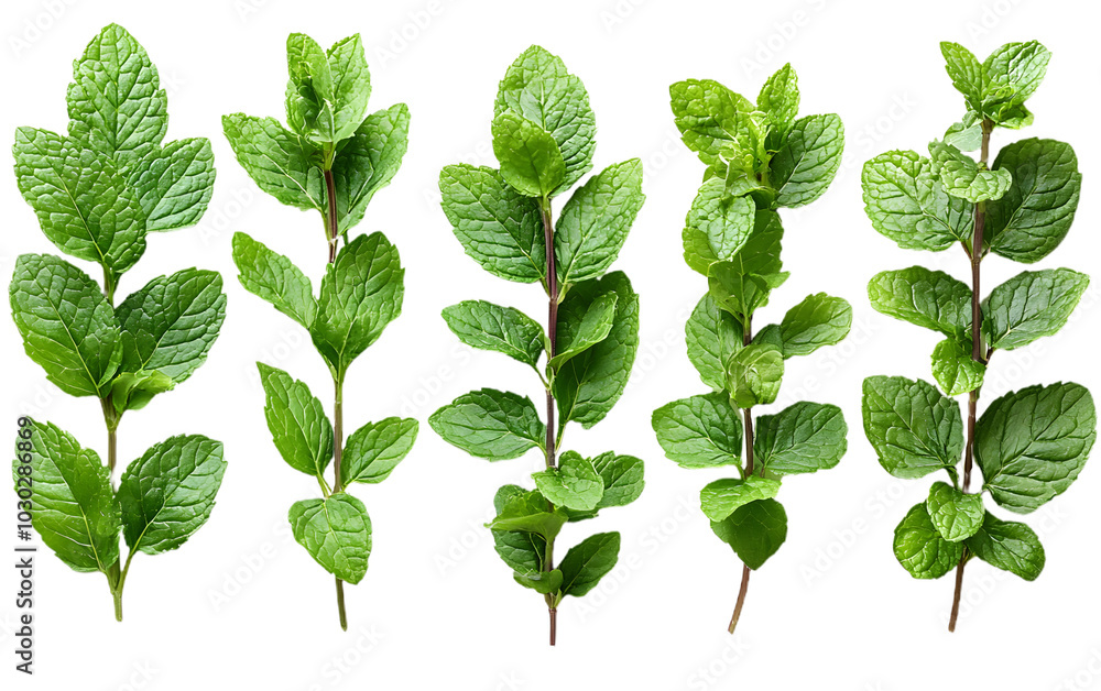 Fresh Mint Leaves Isolated on Transparent Background Fresh Mint Leaves Isolated on Transparent Background