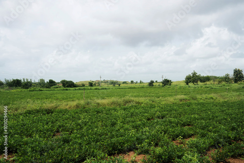 Verdant groundnut cultivation featuring gentle hills and power lines under an overcast sky