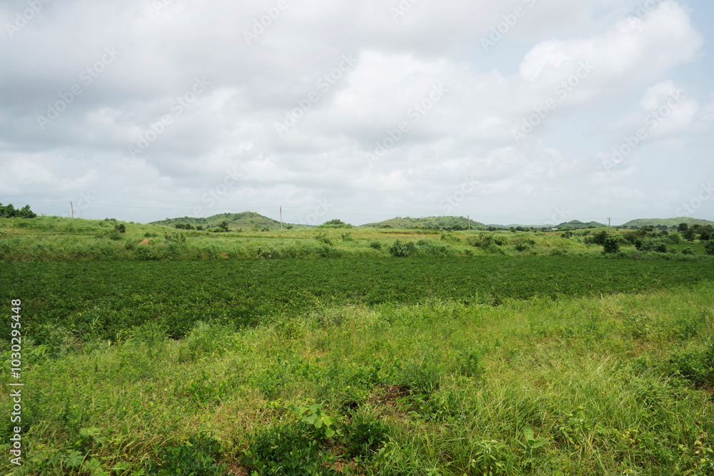 A serene groundnut field with verdant grass and picturesque hills rising in the background A serene groundnut field with verdant grass and picturesque hills rising in the background