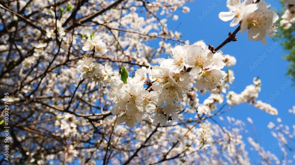 Branches of an apricot tree that blooms, against the background of a blue sky. The tree is covered with flowers. Flowering of apricot, orchard in spring. Branches of an apricot tree that blooms, against the background of a blue sky. The tree is covered with flowers. Flowering of apricot, orchard in spring.