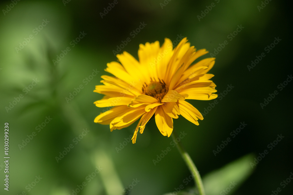 Yellow autumn flower on a blurred green plant background. High quality photo Yellow autumn flower on a blurred green plant background. High quality photo