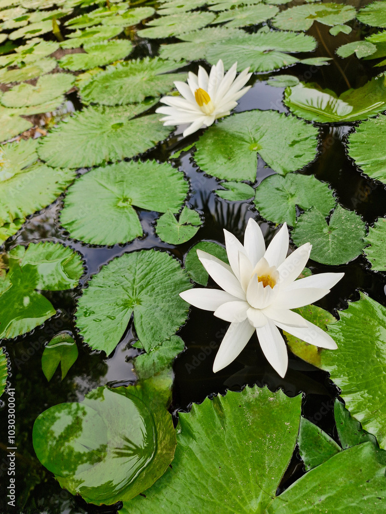Nymphaeaceae is a family of flowering plants, commonly called water lilies. Nymphaeaceae is a family of flowering plants, commonly called water lilies.