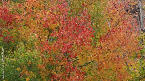 Color beauty of the autumn season