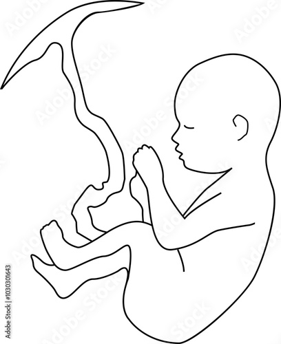 Baby in embryo position with umbilical cord. Outline vector illustration. Transparent background.	
