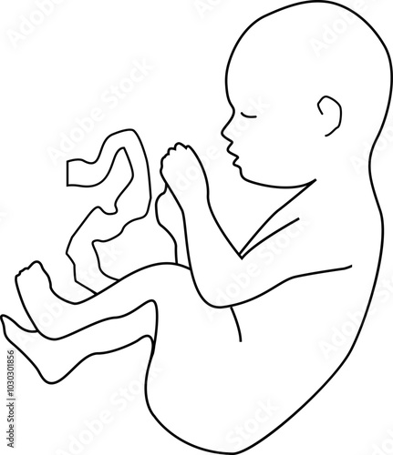 A baby in the state of an embryo with an umbilical cord. Outline vector illustration. Transparent background.	