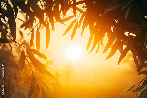  Wattle flowers framing a silhouette of the Australian continent  photo