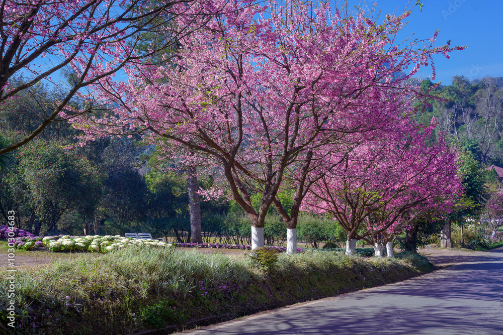 Obraz premium Beautiful natural cherry blossoms, Prunus Cerasoides pink flowers, or wild Himalayan cherry, are Thai Sakura at Doi Ang Khang Mountain (Royal Agricultural Station Angkhang) Chiang Mai, Thailand.