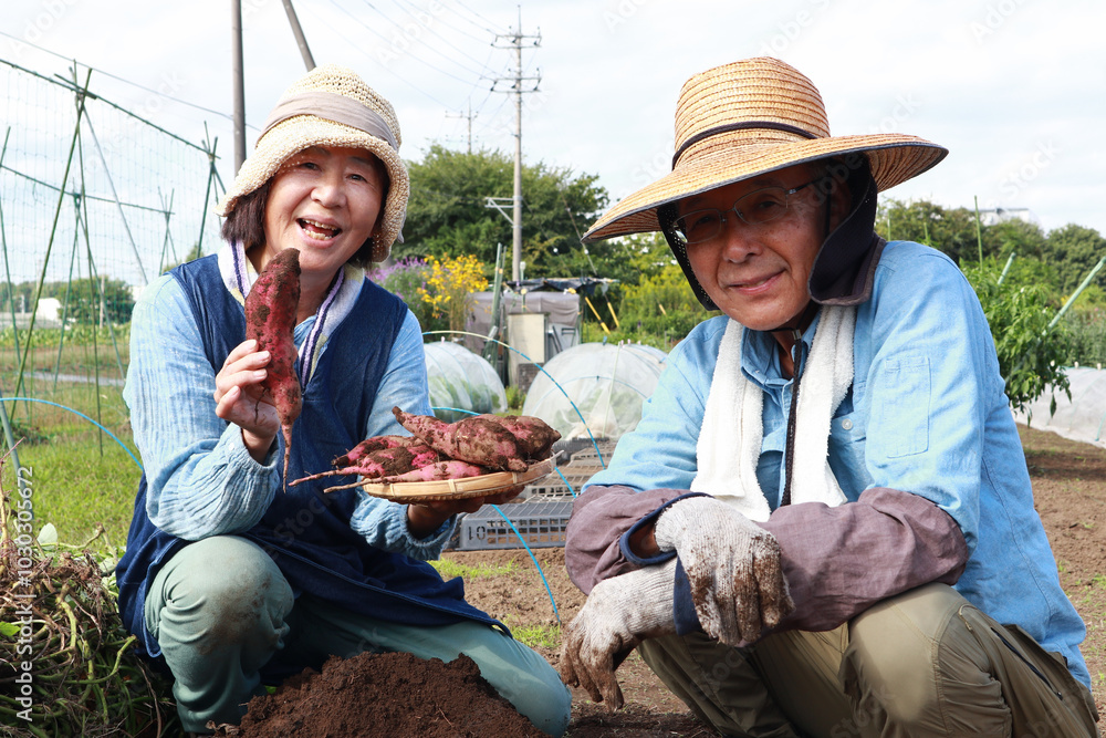 さつまいもを収穫するシニア夫婦 さつまいもを収穫するシニア夫婦