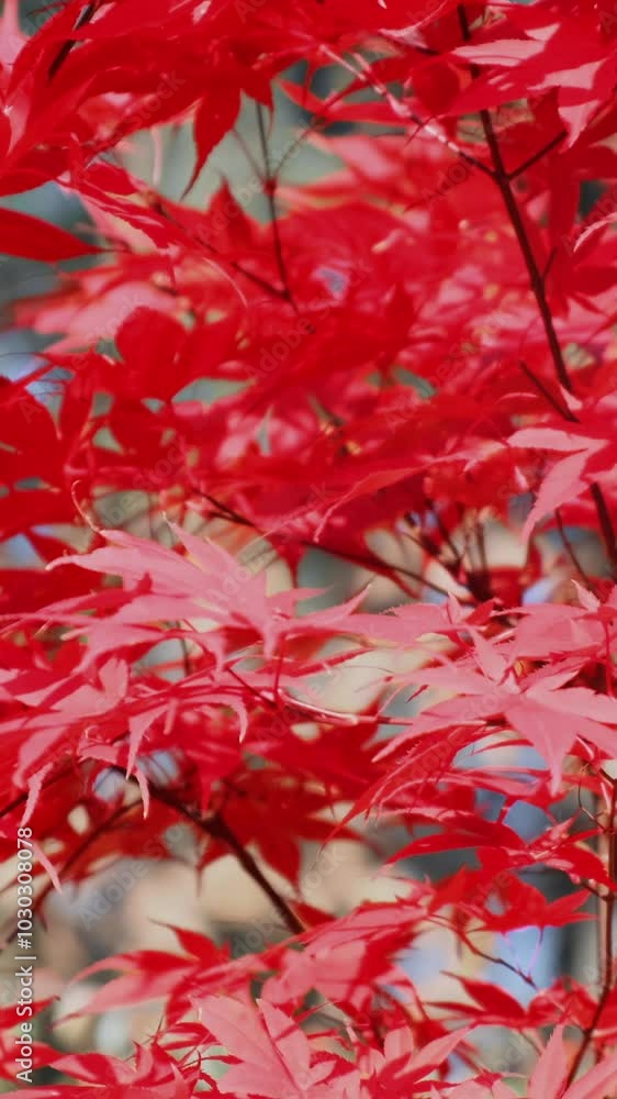Vertical video, Japan red maple leaves branch in autumn sunlight, closeup side view. Red maple tree. Natural fall background. Colorful bright maple in park nature. Scenery season change in forest Vertical video, Japan red maple leaves branch in autumn sunlight, closeup side view. Red maple tree. Natural fall background. Colorful bright maple in park nature. Scenery season change in forest