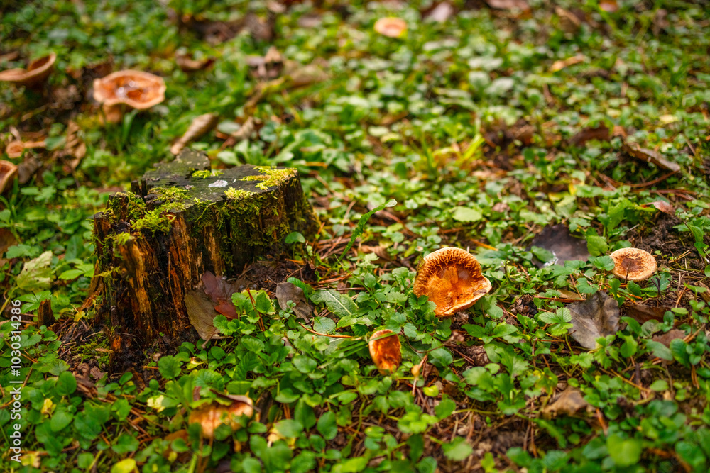Young false saffron milkcap mushrooms (Lactarius deterrimus) in a clearing in the alpine forest, Slovenia. Autumn nature background with mushrooms and moss Young false saffron milkcap mushrooms (Lactarius deterrimus) in a clearing in the alpine forest, Slovenia. Autumn nature background with mushrooms and moss