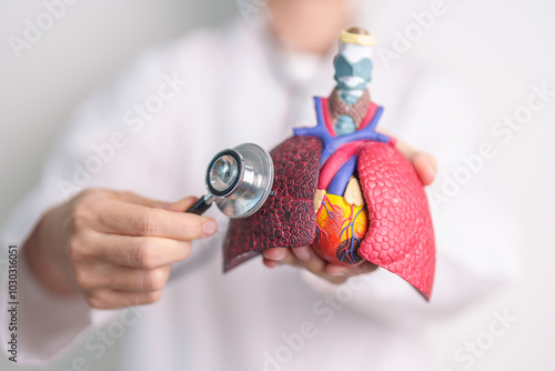 Hand hold Respiratory and Cardiovascular anatomy with stethoscope. Lung Cancer, Asthma, Chronic Obstructive Pulmonary or COPD, Bronchitis, Emphysema, Cystic Fibrosis, Bronchiectasis, Pneumonia. photo