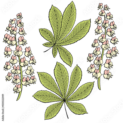 Chestnut flower leaf graphic color isolated sketch illustration vector