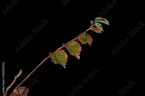 Plants and leaves in autumn. Night photo with flash.