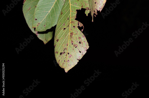 Plants and leaves in autumn. Night photo with flash.