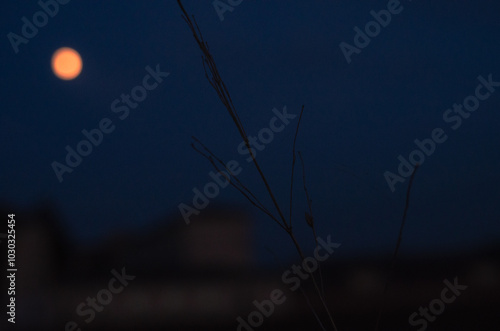 Full moon among the treetops