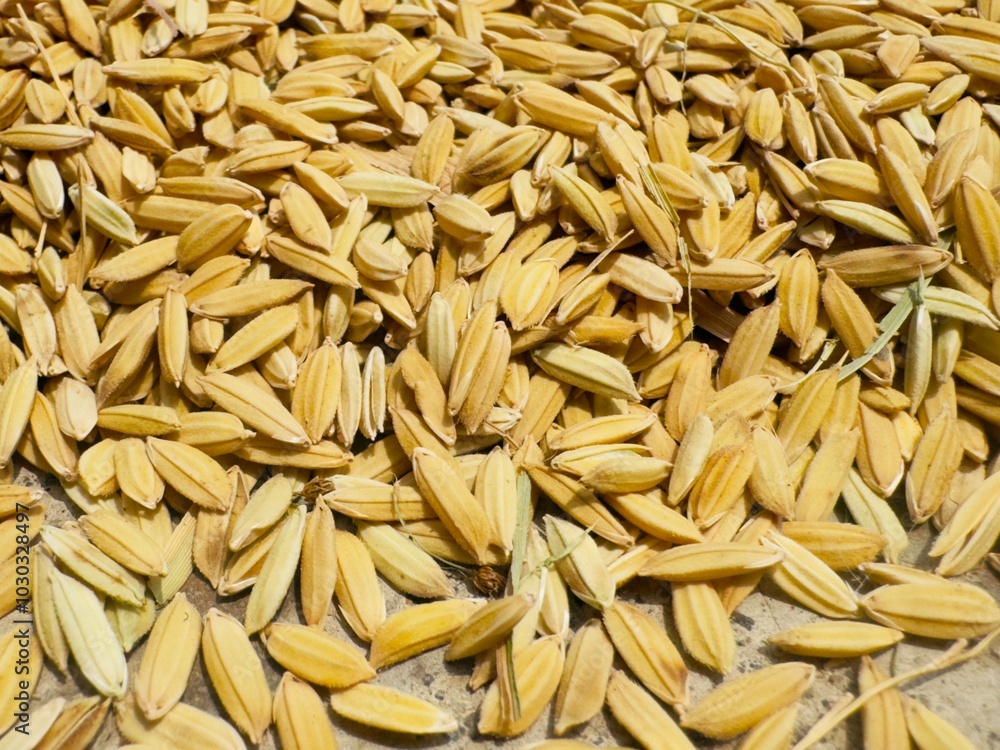 Yellow rice grains that have just been harvested are drying under the hot sun Yellow rice grains that have just been harvested are drying under the hot sun