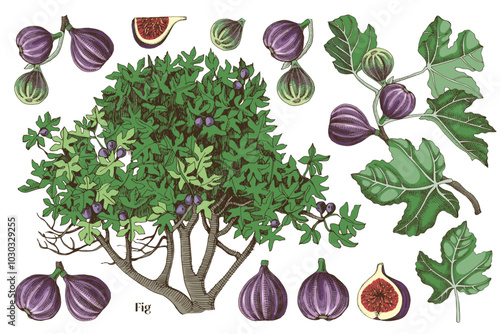 Figs collection with fig tree, branched and ripe fruits