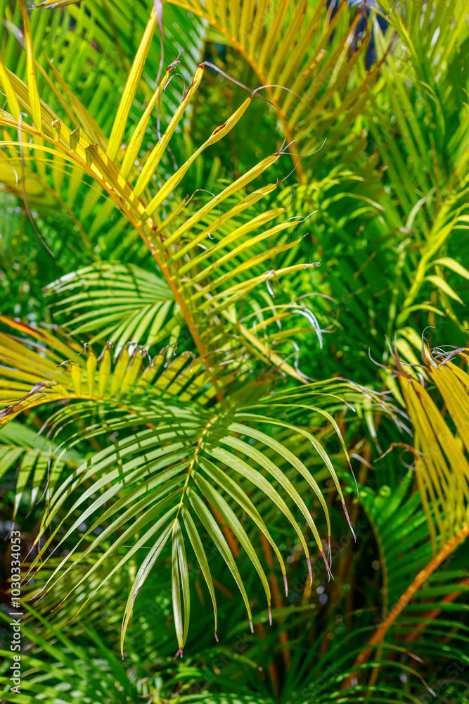 Close-up palm leaves in various shades of green with yellow tips, highlighting the natural beauty and gradual aging process of the plant Close-up palm leaves in various shades of green with yellow tips, highlighting the natural beauty and gradual aging process of the plant
