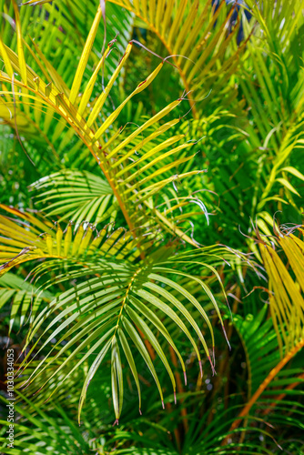 Close-up palm leaves in various shades of green with yellow tips, highlighting the natural beauty and gradual aging process of the plant