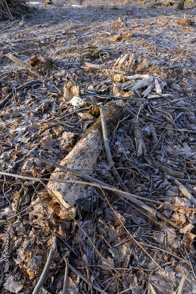 the territory of the cut down forest the territory of the cut down forest