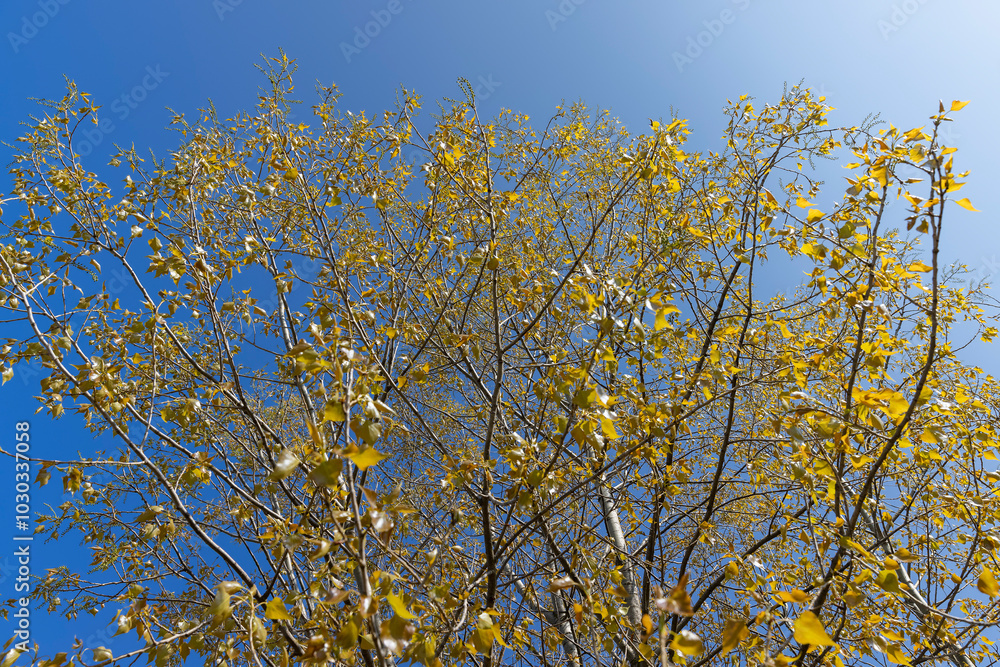 beautiful foliage of trees in spring against a blue sky background beautiful foliage of trees in spring against a blue sky background
