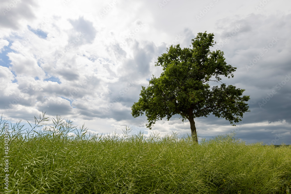 Obraz premium a tree growing in a rapeseed field in cloudy weather