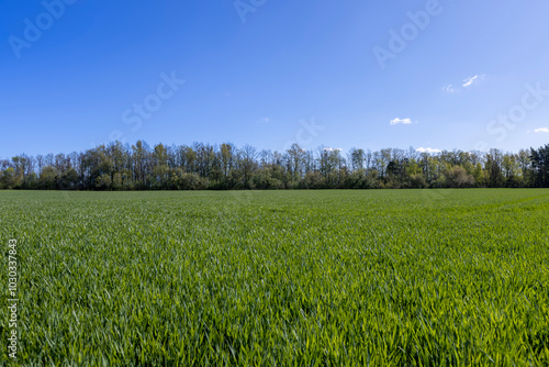 green wheat sprouts in a farmer's field