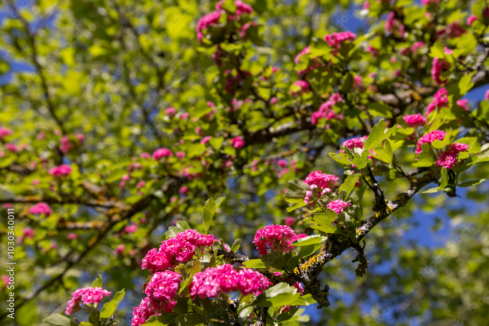 spring trees during flowering close-up spring trees during flowering close-up