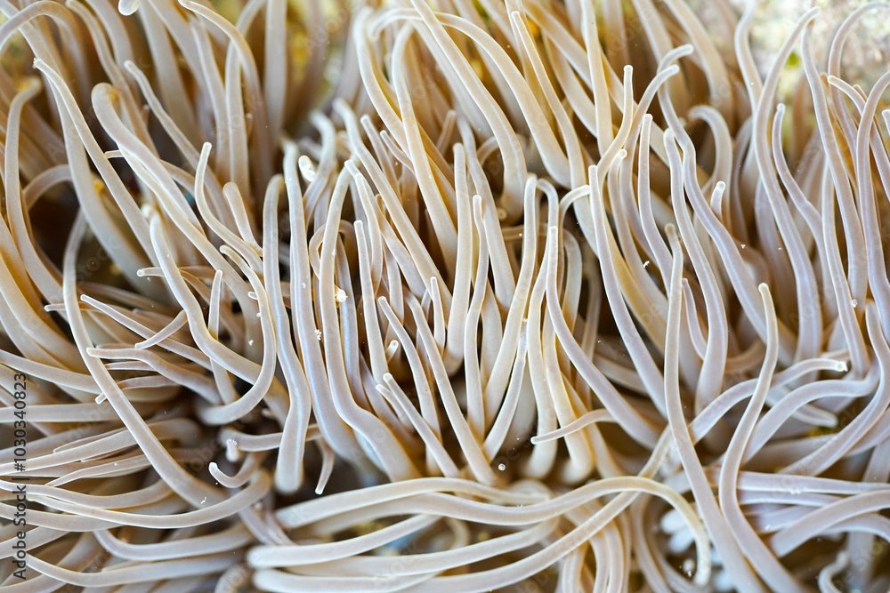 Delicate, pale tentacles of a sea anemone intertwine closely, creating a soft and flowing underwater pattern