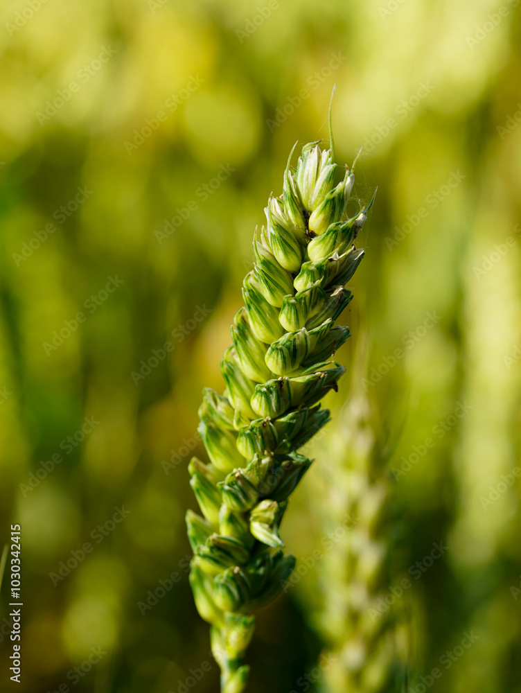 A detailed shot of a lush green wheat ear against a blurred background A detailed shot of a lush green wheat ear against a blurred background