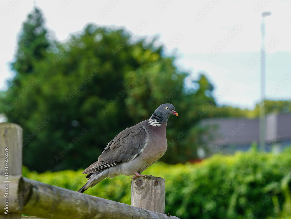 Fototapeta premium A pigeon perches on a wooden post with a backdrop of greenery and blurred buildings