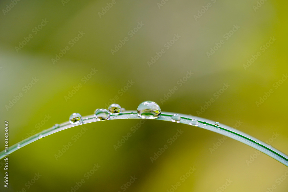 Clear water droplets delicately perch on a curved blade of grass with a blurred green background Clear water droplets delicately perch on a curved blade of grass with a blurred green background