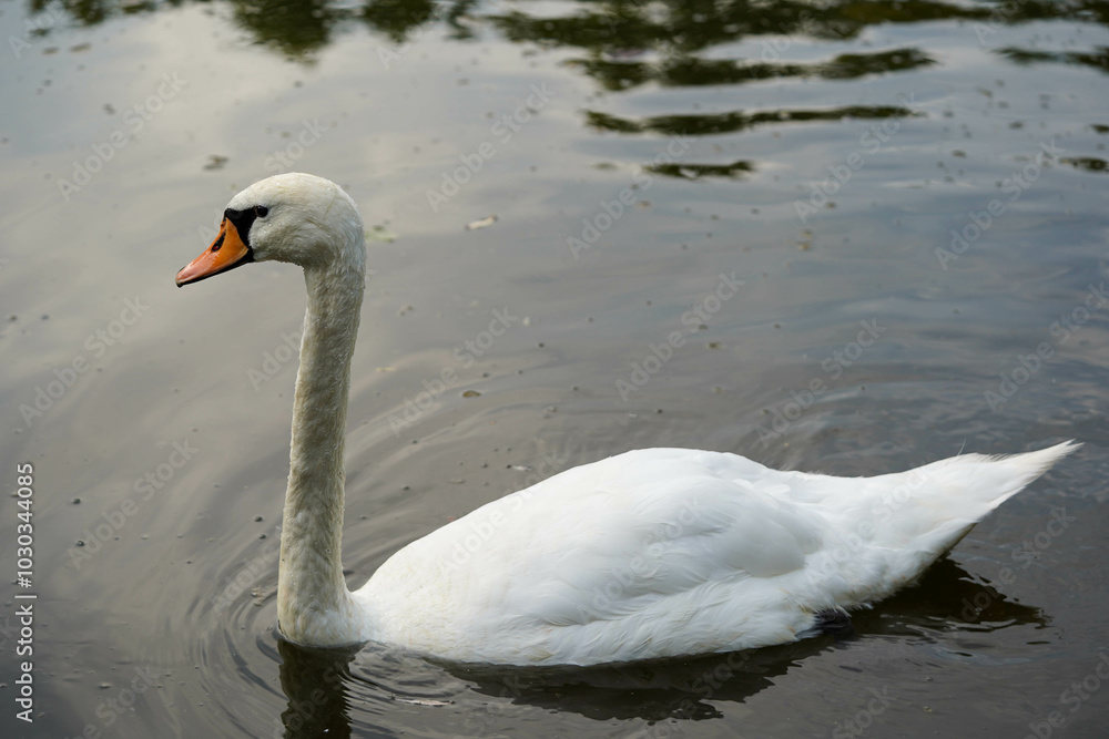 Fototapeta premium A graceful white swan glides calmly across the water
