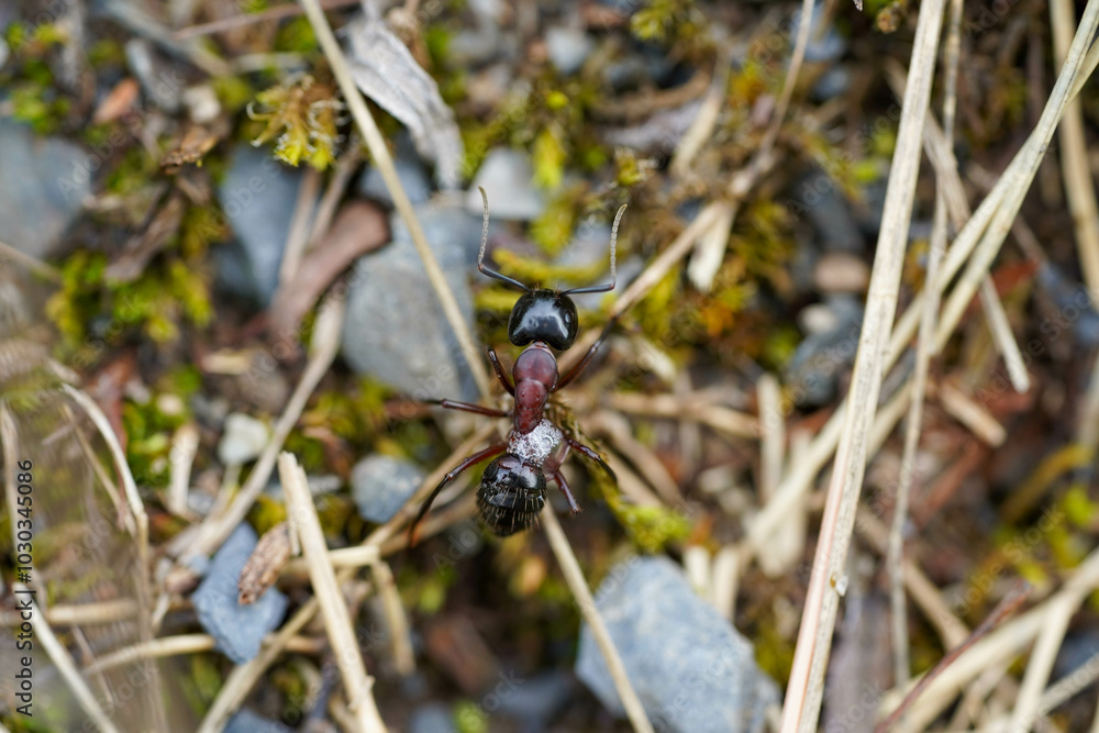 A close-up view of a black and red ant crawling over a mix of rocks, moss, and dried grass A close-up view of a black and red ant crawling over a mix of rocks, moss, and dried grass