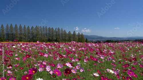 宮崎県小林市生駒高原のコスモス photo