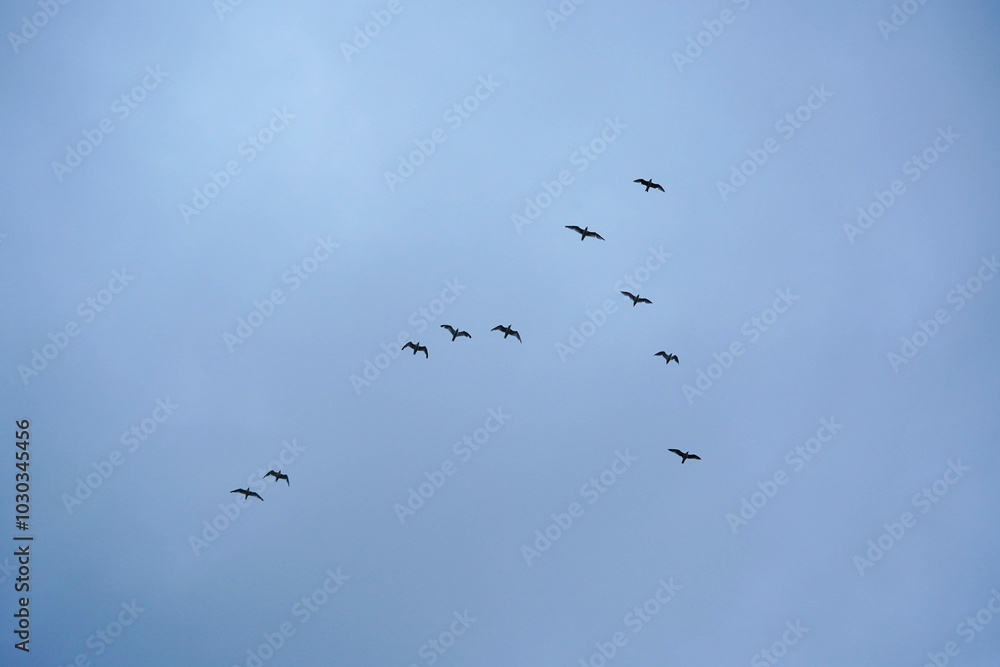 Ein Vogelschwarm fliegt in einer V-Formation über den Himmel und schafft eine ruhige und harmonische Szene Ein Vogelschwarm fliegt in einer V-Formation über den Himmel und schafft eine ruhige und harmonische Szene