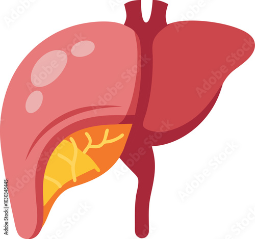human liver vector illustration graphic design
