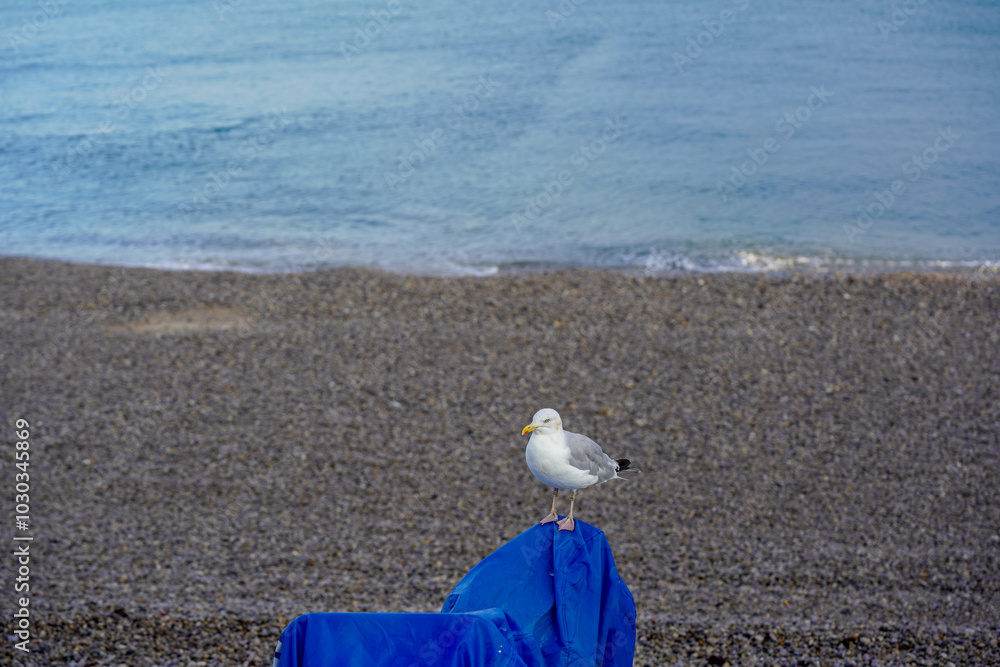 Obraz premium A seagull perches calmly on a blue cover, with a pebbled beach and the soft waves of the sea in the background