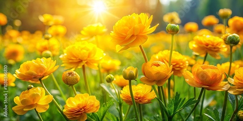 A field of vibrant yellow flowers bathed in the warm glow of the setting sun, creating a symphony of color and light.