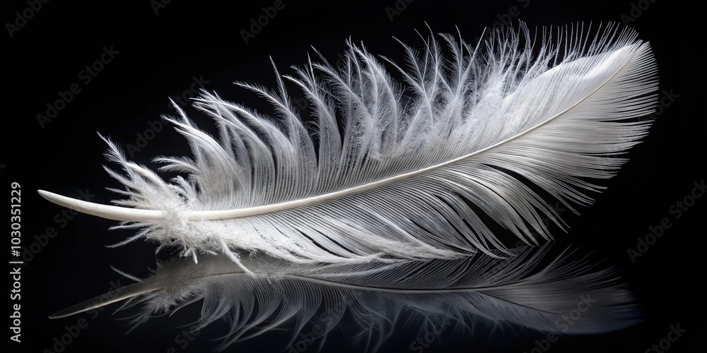 Fototapeta premium A solitary white feather, delicate and airy, rests against a stark black backdrop, its reflection mirroring the intricate details of its structure.