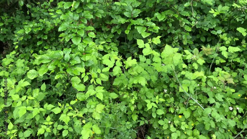 Green lush foliage and leaves in a forest natural wilderness
Green lush foliage and leaves in a forest natural wilderness