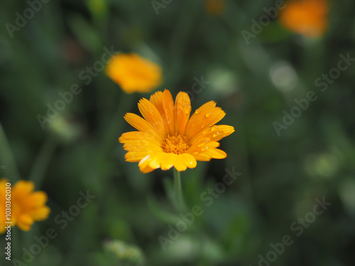 A field of orange calendula flowers with water drops. The flowers are in full bloom and the sun is shining brightly on them.